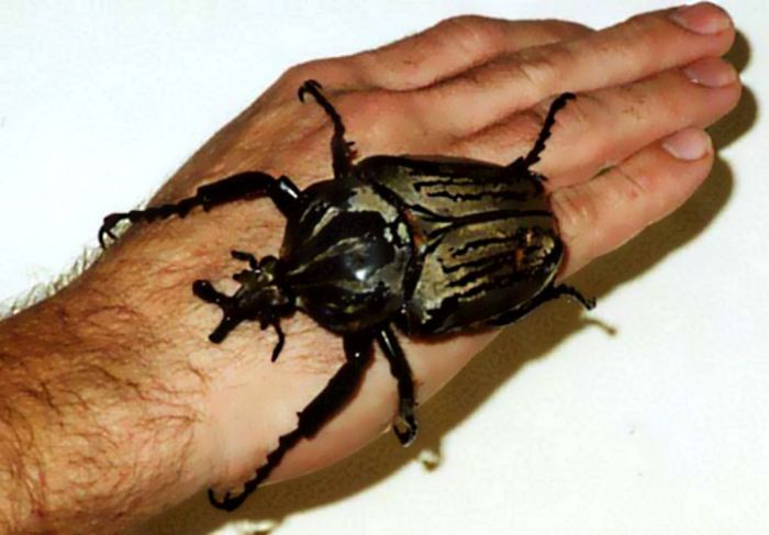 giant insect