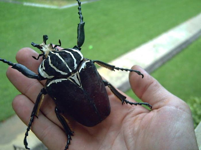 giant insect