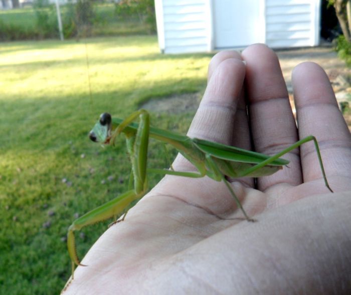 giant insect