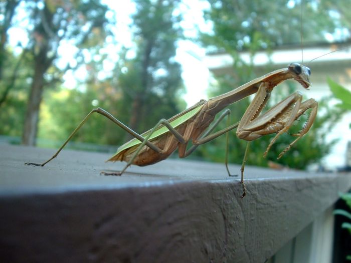 giant insect