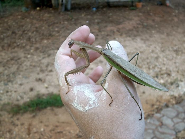 giant insect