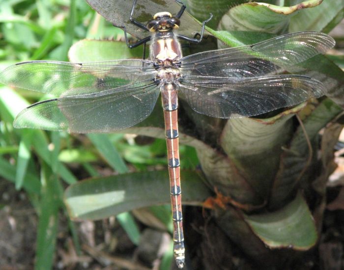 giant insect