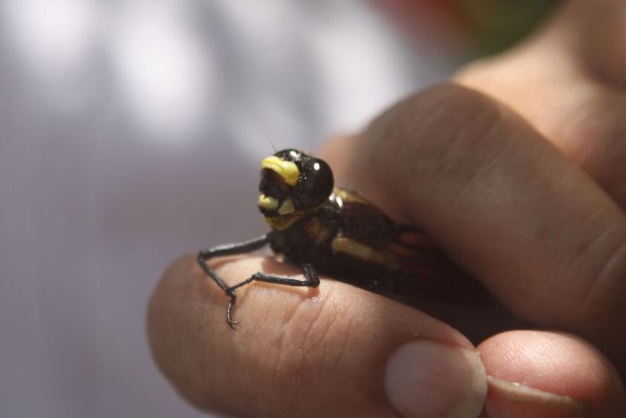 giant insect