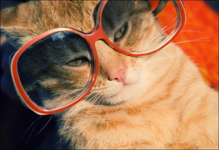 cute cat