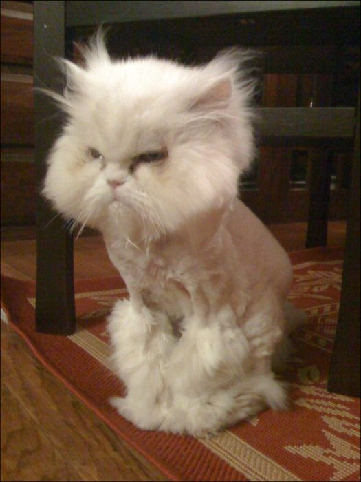 cute cat