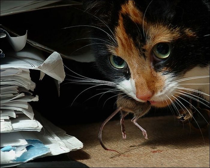 cute cat
