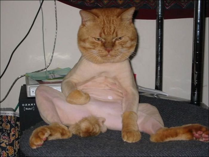 cute cat