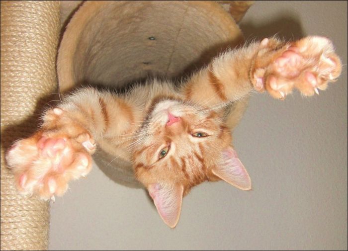 cute cat