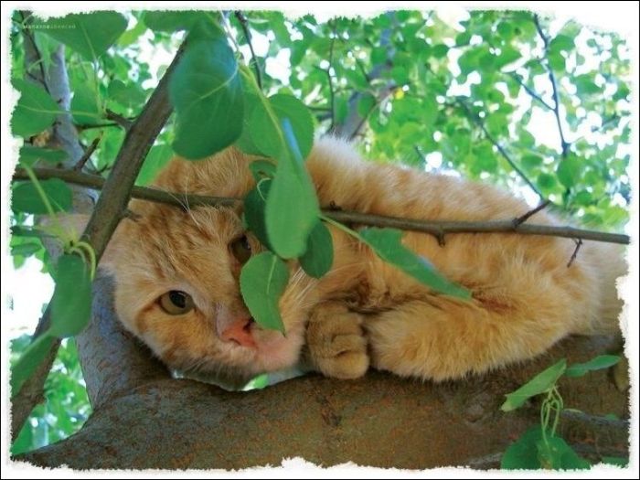 cute cat