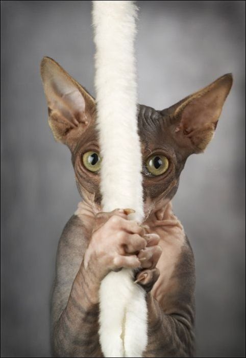 cute cat
