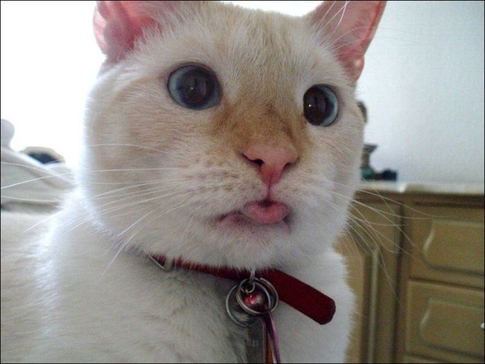 cute cat