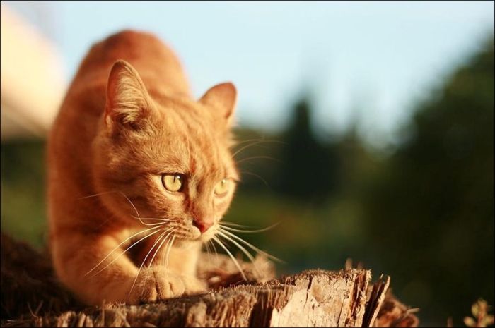cute cat