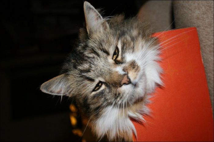 cute cat