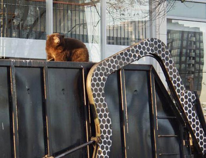 Bear cub caught in garbage truck in downtown Vancouver, Canada