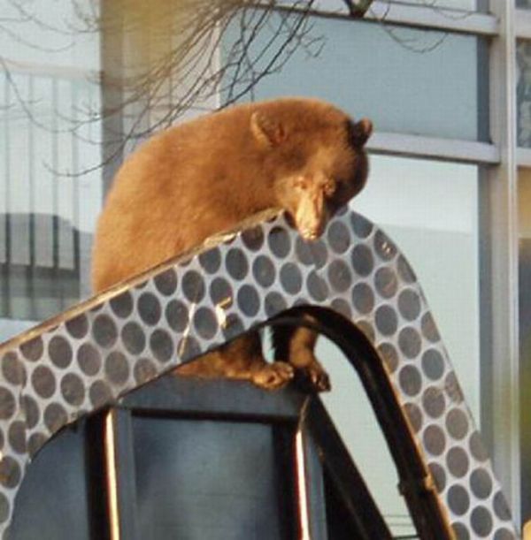 Bear cub caught in garbage truck in downtown Vancouver, Canada