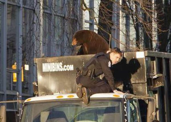 Bear cub caught in garbage truck in downtown Vancouver, Canada