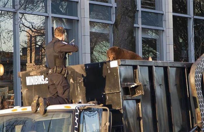 Bear cub caught in garbage truck in downtown Vancouver, Canada