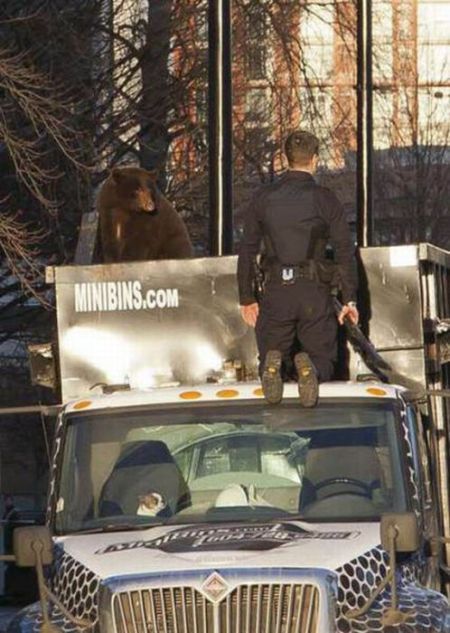 Bear cub caught in garbage truck in downtown Vancouver, Canada