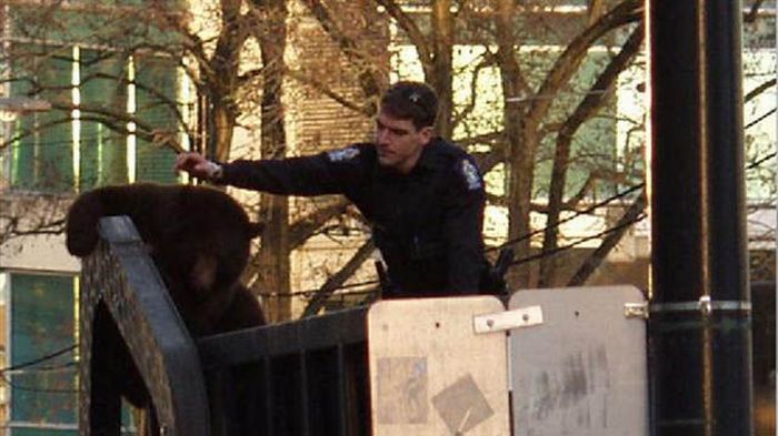 Bear cub caught in garbage truck in downtown Vancouver, Canada