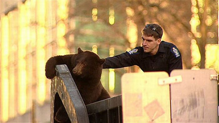 Bear cub caught in garbage truck in downtown Vancouver, Canada