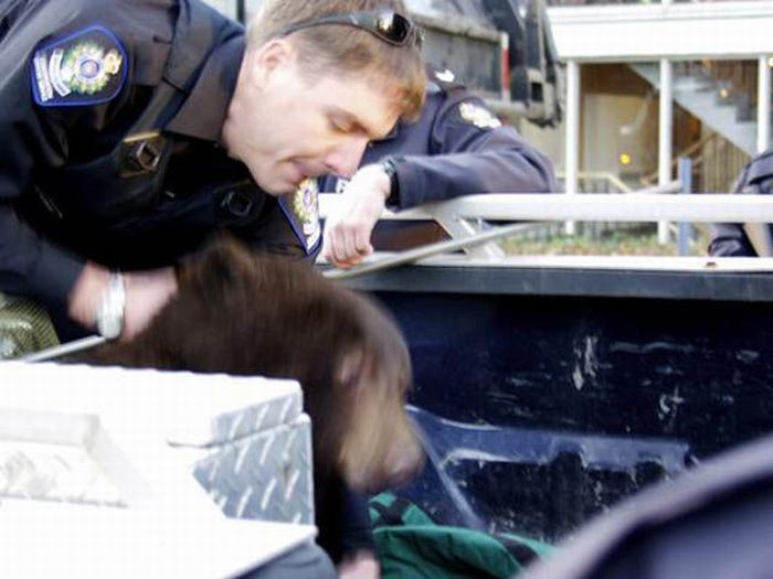 Bear cub caught in garbage truck in downtown Vancouver, Canada