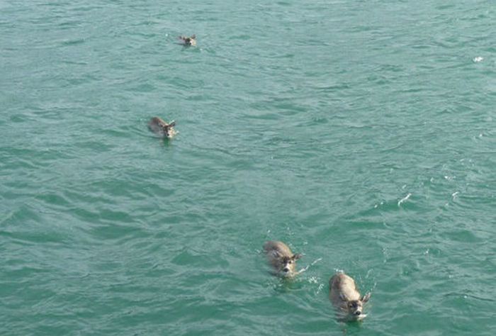 Four deer saved from water, Stephens Passage, Alexander Archipelago, Alaska, United States