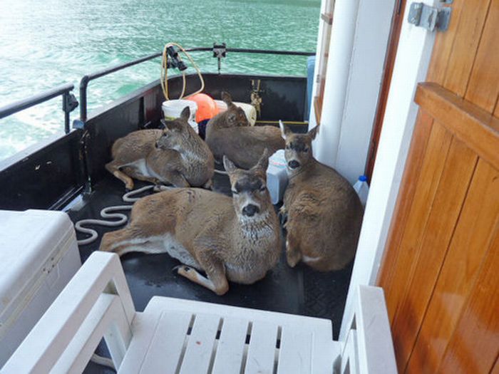 Four deer saved from water, Stephens Passage, Alexander Archipelago, Alaska, United States
