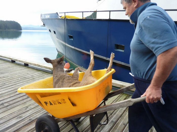 Four deer saved from water, Stephens Passage, Alexander Archipelago, Alaska, United States