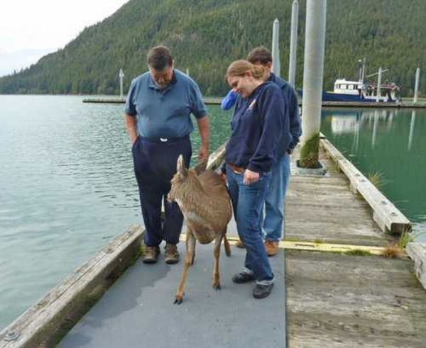 Four deer saved from water, Stephens Passage, Alexander Archipelago, Alaska, United States