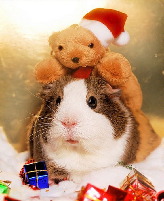 cute animal dressed for christmas