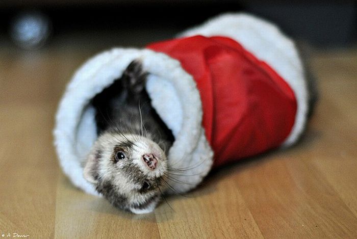 cute animal dressed for christmas