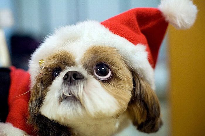 cute animal dressed for christmas