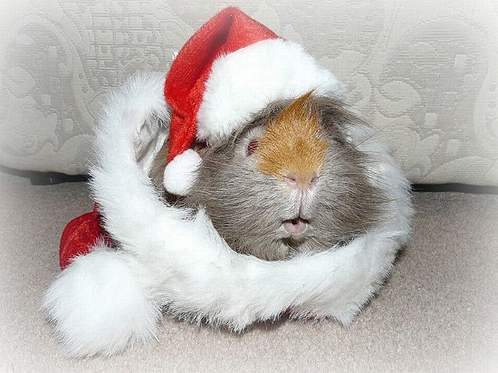 cute animal dressed for christmas