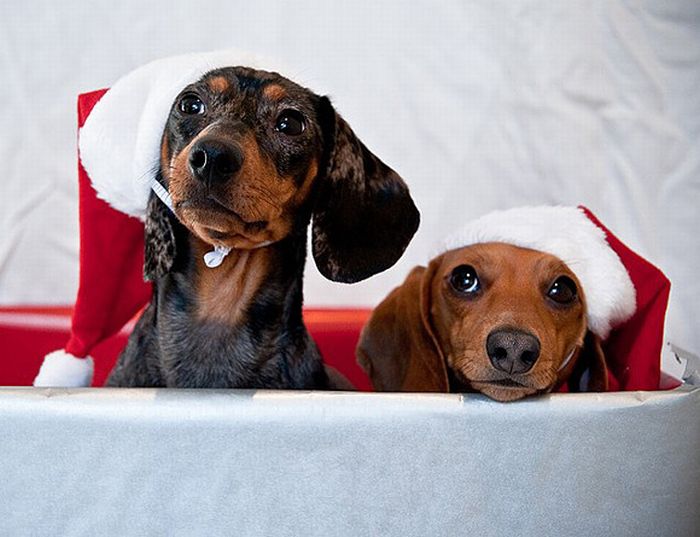 cute animal dressed for christmas