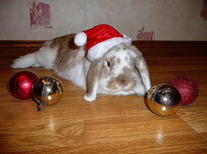 cute animal dressed for christmas