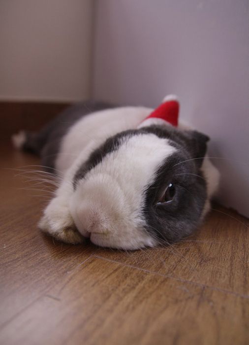 cute animal dressed for christmas