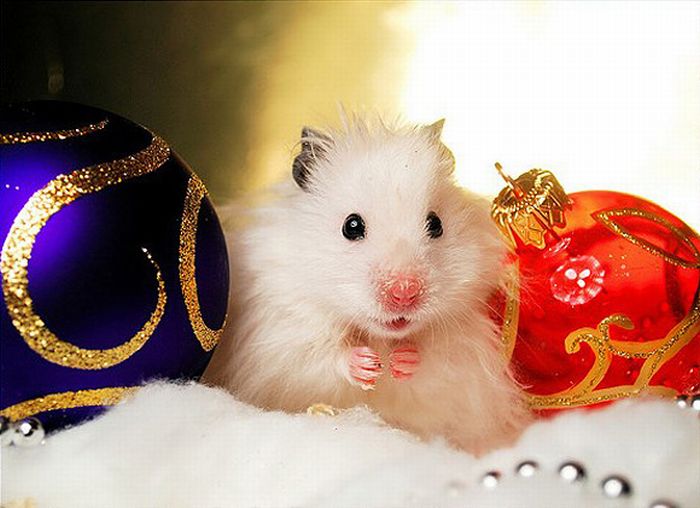 cute animal dressed for christmas