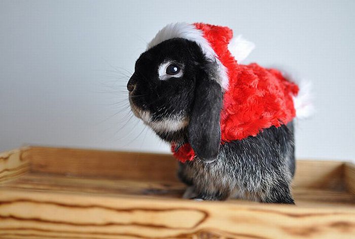 cute animal dressed for christmas