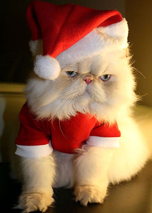 cute animal dressed for christmas