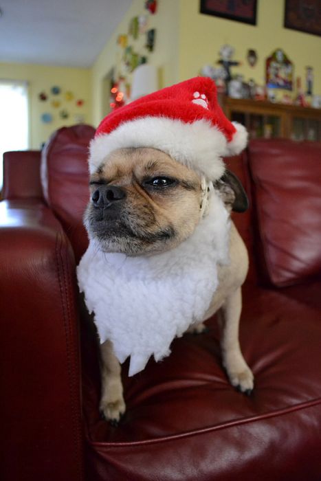 cute animal dressed for christmas