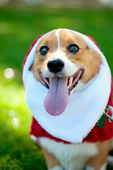 cute animal dressed for christmas