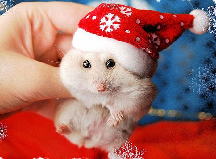 cute animal dressed for christmas