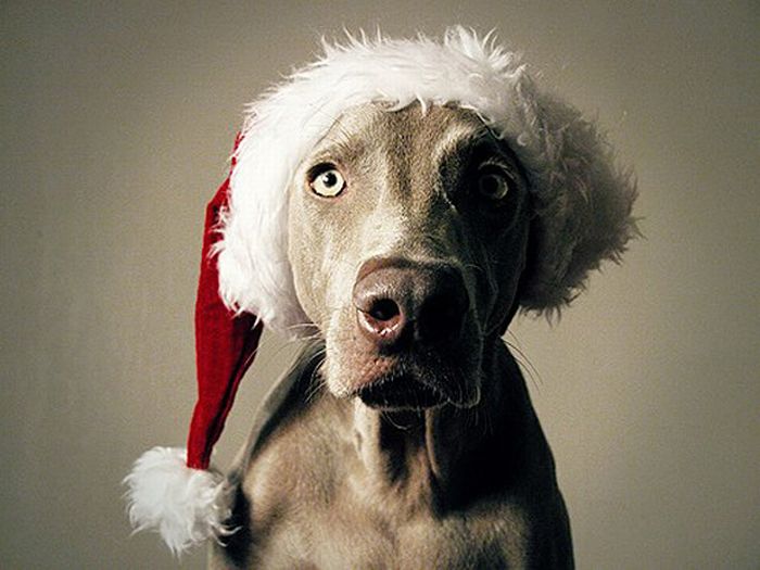 cute animal dressed for christmas