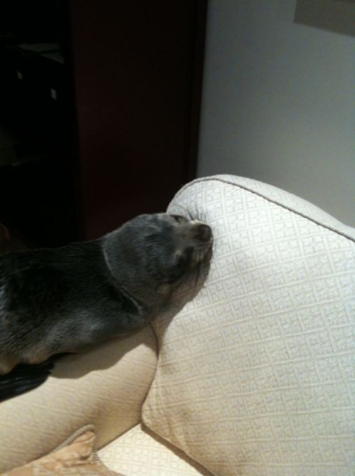 baby seal visited a house