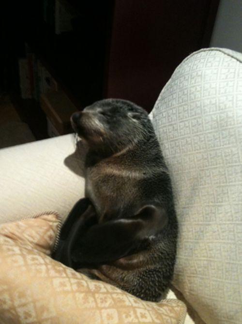 baby seal visited a house