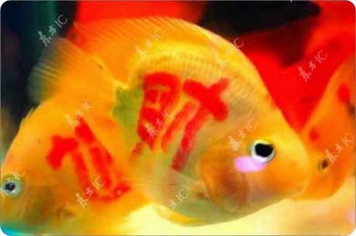 Goldfish with a tattoo, China