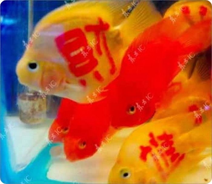 Goldfish with a tattoo, China