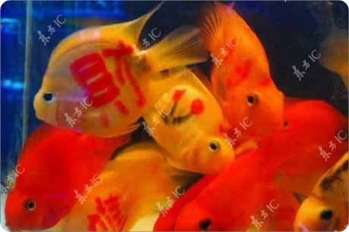 Goldfish with a tattoo, China