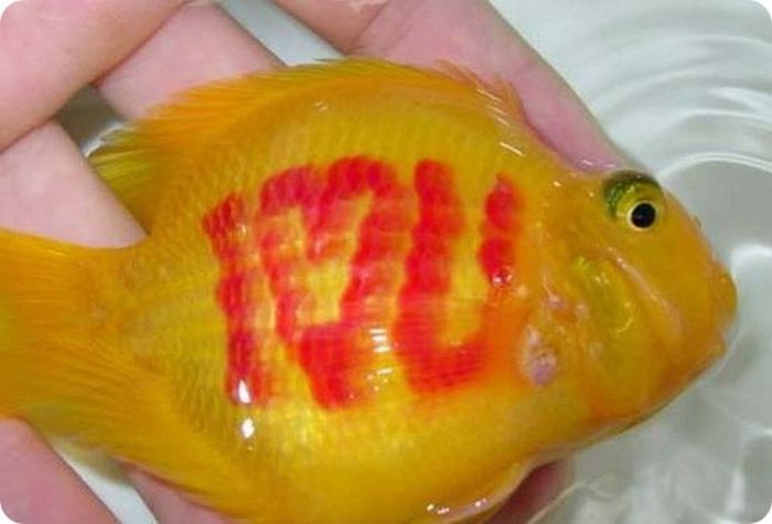 Goldfish with a tattoo, China