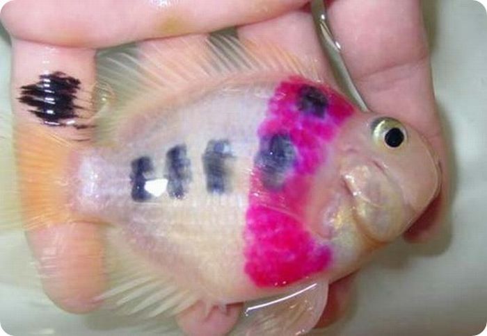 Goldfish with a tattoo, China